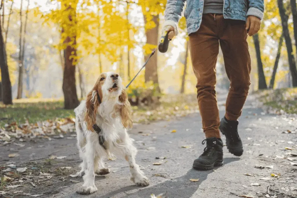 bark-collars-for-small-dogs-dog-is-getting-in-my-face-barking-can-i-crate-dog-when-they-are-barking-at-me-why-does-this-dog-keep-barking-at-me-for-attention-how-long-can-a-dog-bark-legally