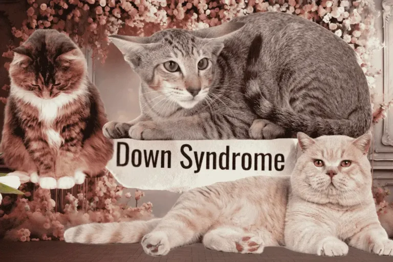 cats-with-down-syndrome-can-cats-have-down-syndrome-can-cats-get-down-syndrome-cat-down-syndrome-dow