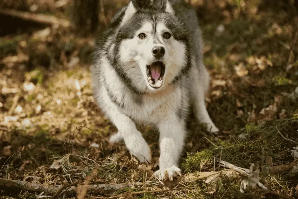 why-does-this-dog-keep-barking-at-me-for-attention-how-long-can-a-dog-bark-legally.